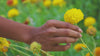 KLEED The Flower Collection Movie 