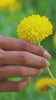 KLEED The Flower Collection Movie 2026
